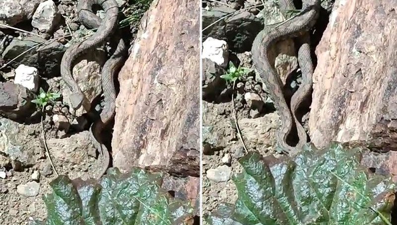 Van’da Türkiye’nin en zehirli yılanı görüldü